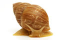 Scutalus tupacii semiadult